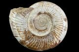 Perisphinctes Ammonite - Jurassic #90460-1